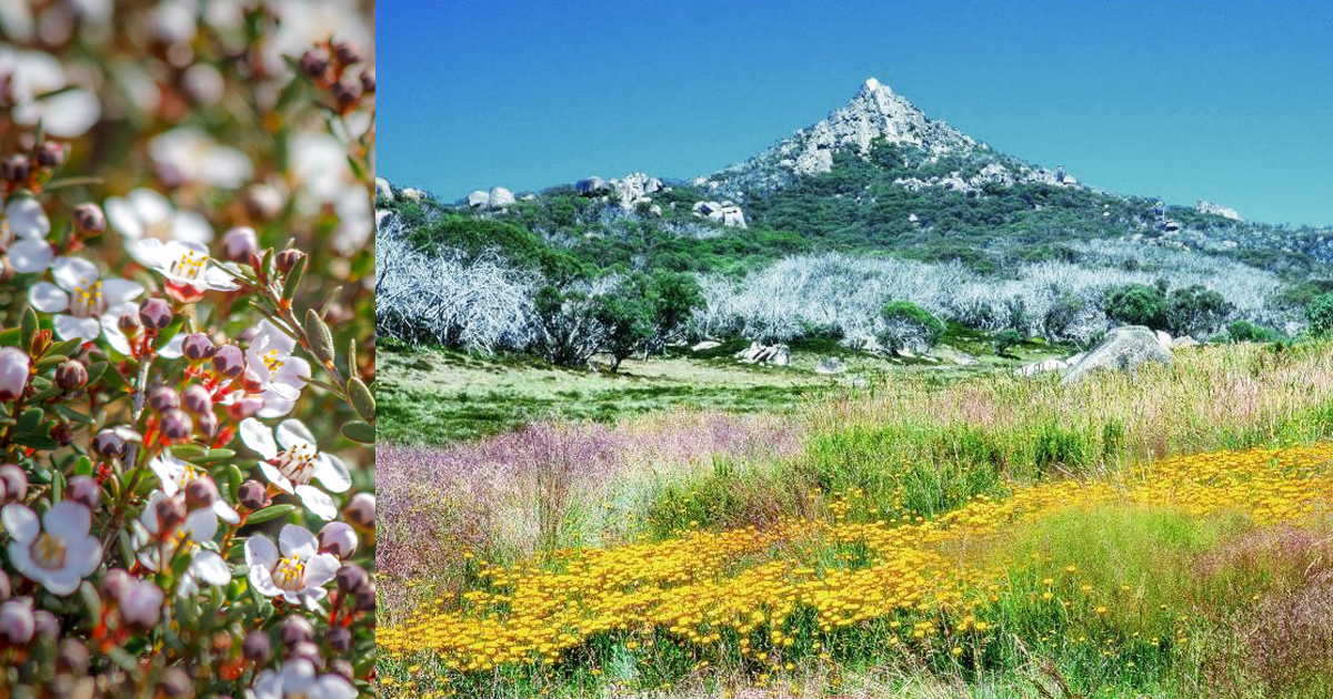 Mount Buffalo Wildflowers