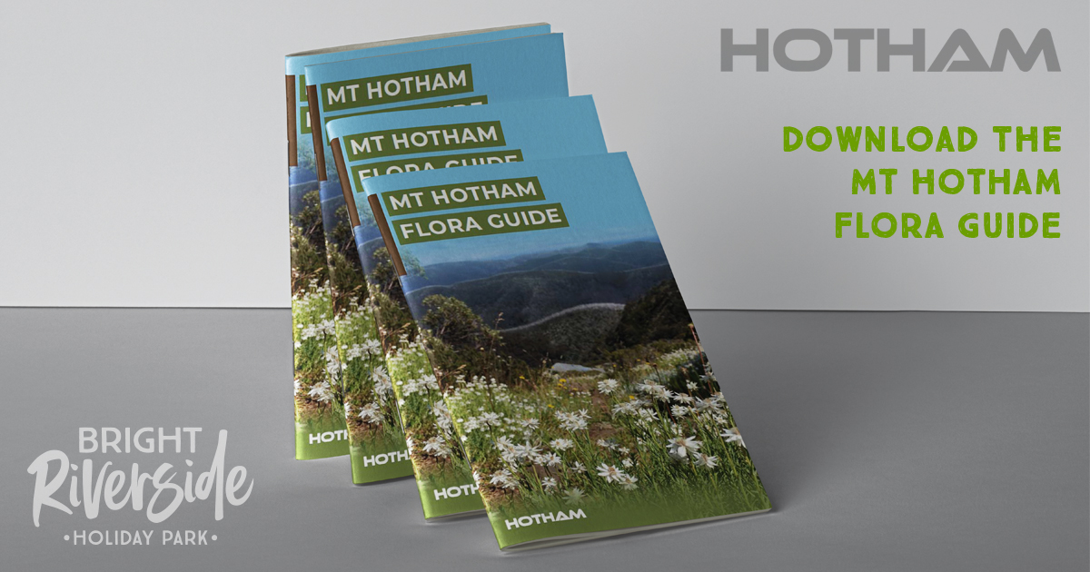 Mount Hotham Flora Guide Mount Hotham Flora Guide PDF